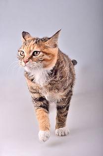 猫子图片,猫子图片中的温馨时光