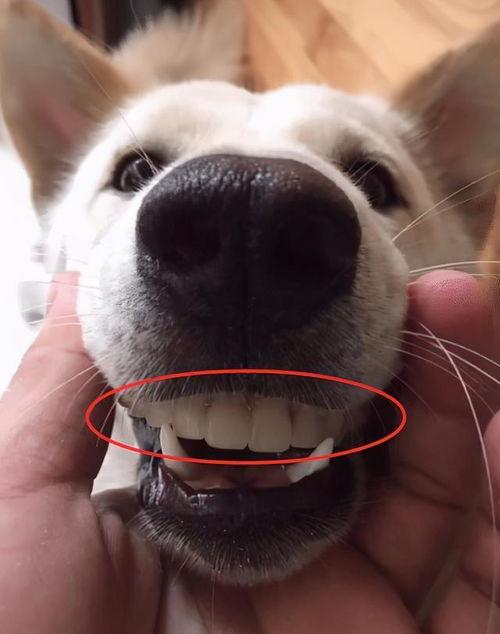 假牙的表情包,揭秘牙齿背后的喜怒哀乐